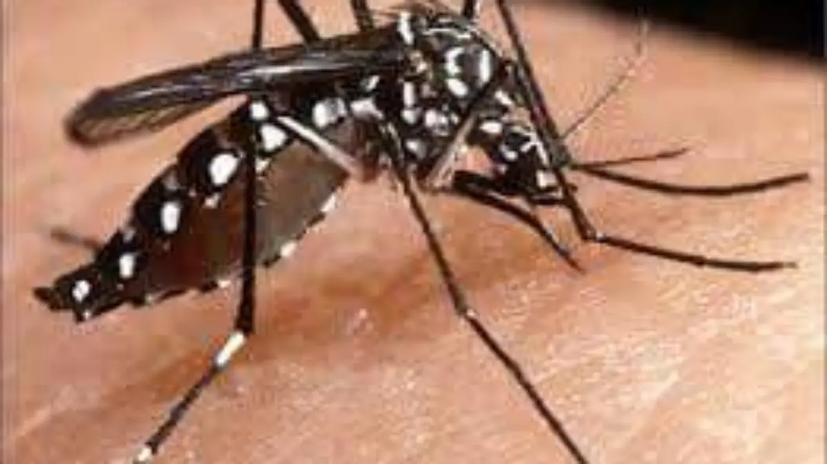 dengue (1)